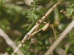 Empusa pennata
