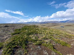 Juniperus pseudosabina