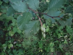 Alnus alnobetula