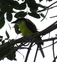 Megarynchus pitangua