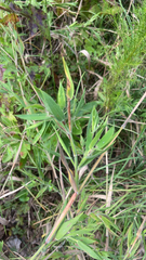 Dichanthelium scoparium