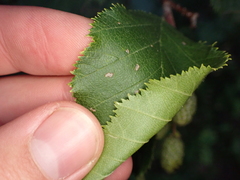 Alnus alnobetula