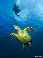 Eretmochelys imbricata