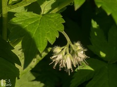 Hydrophyllum fendleri