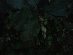 Alnus alnobetula