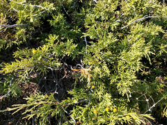 Juniperus pseudosabina