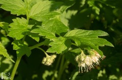 Hydrophyllum fendleri