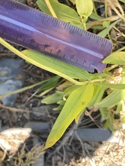 Penstemon attenuatus