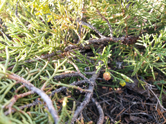 Juniperus pseudosabina