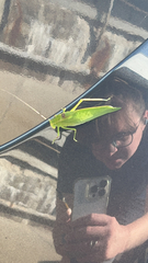 Amblycorypha oblongifolia