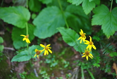 Arnica