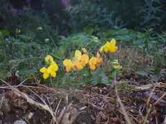 Lotus corniculatus