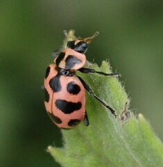 Coleomegilla maculata