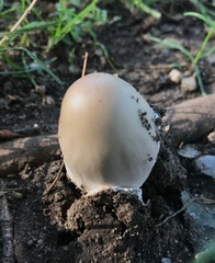 Amanita