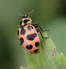 Coleomegilla maculata