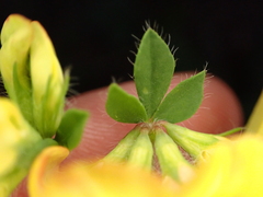 Lotus corniculatus