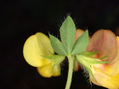 Lotus corniculatus