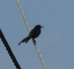 Nectariniidae