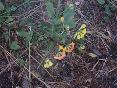 Lotus corniculatus