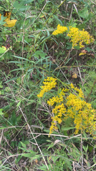 Solidago odora