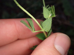 Lotus corniculatus