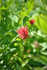 Castilleja miniata miniata