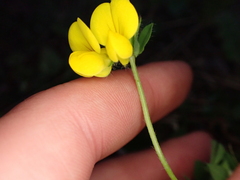 Lotus corniculatus