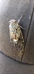 Cicada