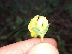 Lotus corniculatus
