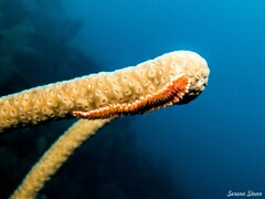 Hermodice carunculata