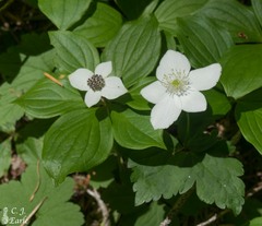 Anemonastrum deltoideum