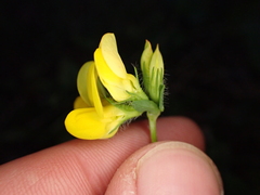 Lotus corniculatus