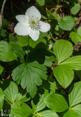 Anemonastrum deltoideum