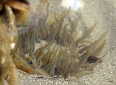 Bunodosoma cavernatum