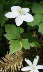 Anemonastrum deltoideum