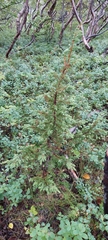 Juniperus communis
