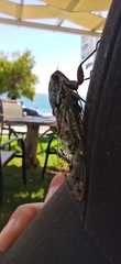 Cicada