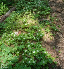 Cornus unalaschkensis