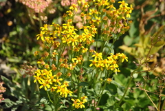 Senecioninae