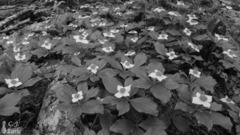 Cornus unalaschkensis