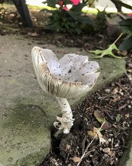 Fungi