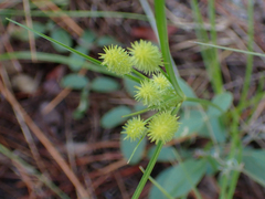 Cyperus retrorsus