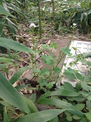 Lysimachia candida