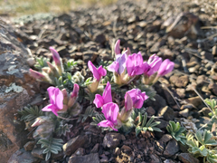 Oxytropis