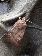 Diarsia rubi