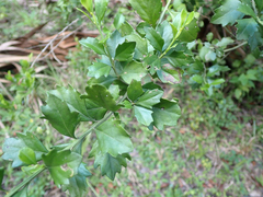 Baccharis glomeruliflora