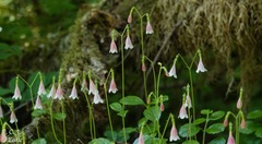 Linnaea borealis