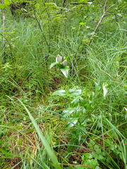 Gentiana