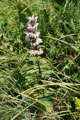 Phlomoides tuberosa