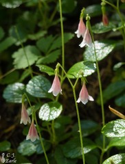 Linnaea borealis